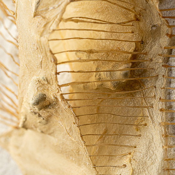 María Belén Ramírez 